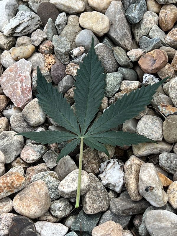 An image of a hemp leaf lying on gravel
