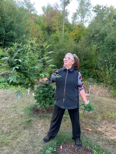 Mom holding a Hemp plant during the fall harvest